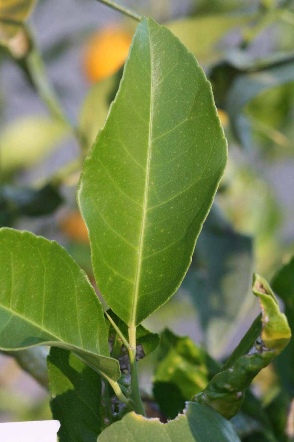              Unifoliolate leaf (Jullundri Khatti, Riverside, CA)       
